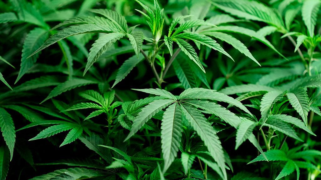 Cannabis Concentrates Stoney Creek | Solventless Concentrates