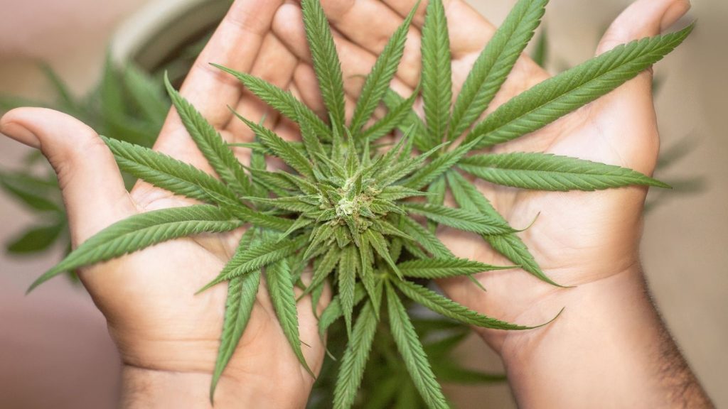 Newest Weed Dispensary in Hamilton