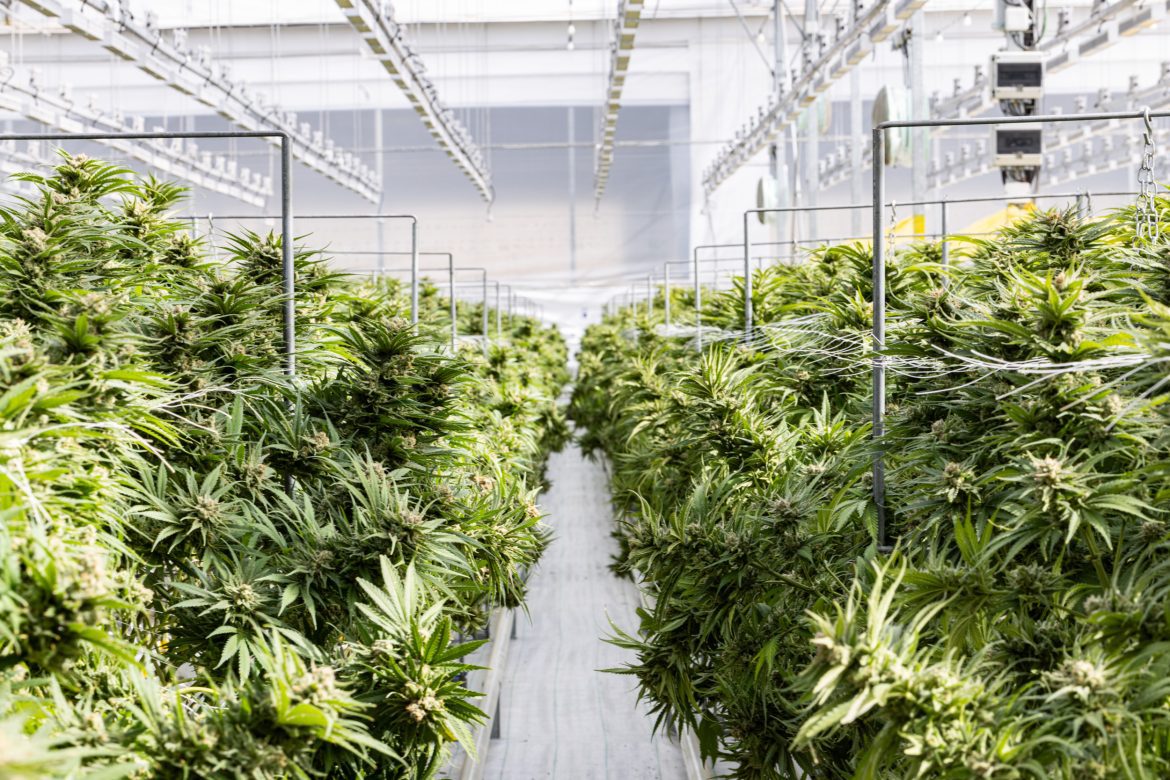 ​Elevated Cannabis Products Perfect for Relaxing Evenings