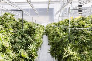 ​Elevated Cannabis Products Perfect for Relaxing Evenings