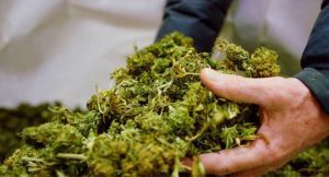 Top Ontario Cannabis Flower Picks for Daily Users